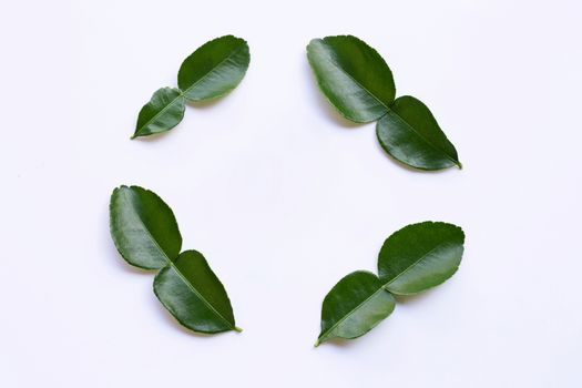 Frame made of Bergamot kaffir lime leaves herb fresh ingredient isolated on white background.