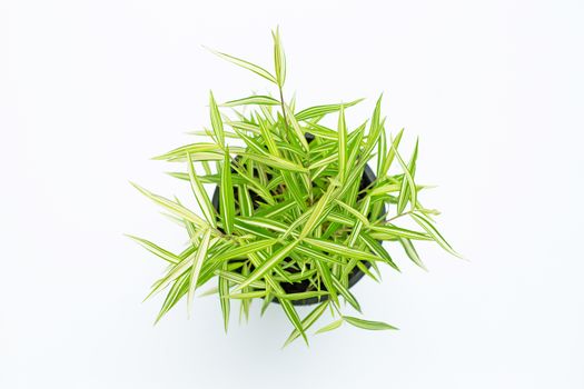 Green yellow plant in pot on white background. Top view of Thyrsostachys Siamensis Gamble.