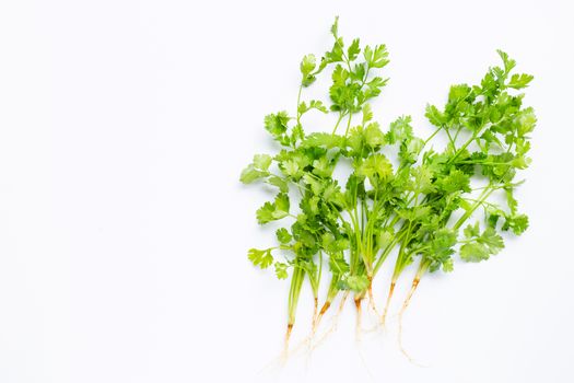 Fresh coriander on white background. Copy space