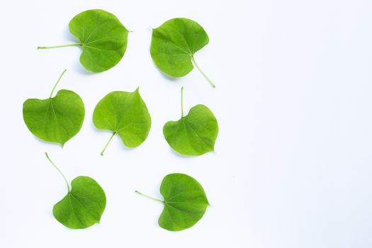 Green leaves heart shaped on white background.