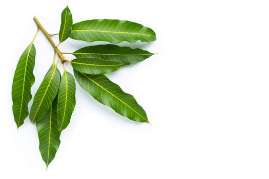 Mango leaves on white background. Copy space