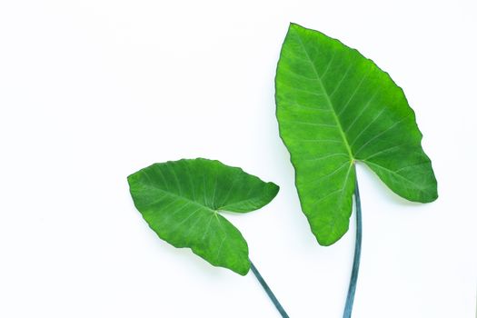 Green taro  leaves isolated on white background.