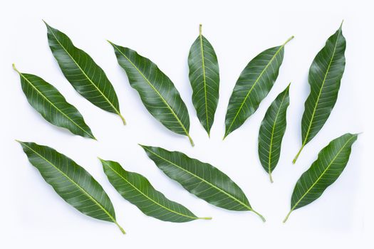 Top view of mango leaves on white background. 
