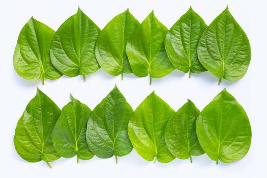 Green betel leaves, Fresh piper betle on white background.