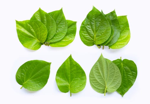 Green betel leaves, Fresh piper betle on white background.