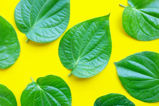Green betel leaves, Fresh piper betle on yellow background. Top view