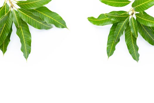 Frame made of mango leaves on white background. Copy space
