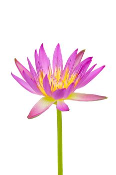 Pink lotus blooming on white background.  