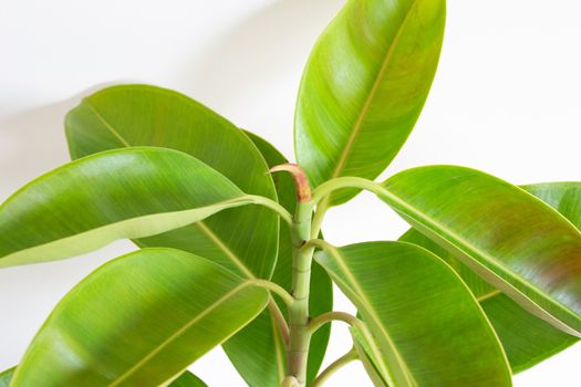 Green rubber plant leaves on white background.