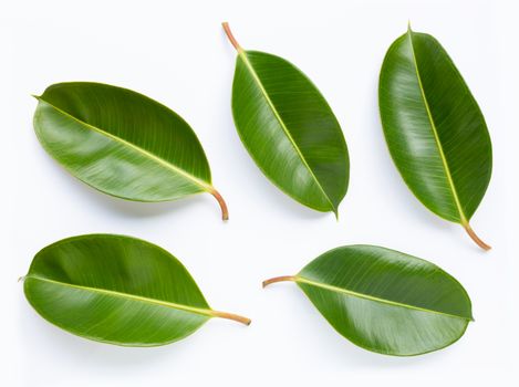 Rubber plant leaves on white background. Top view