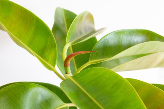 Green rubber plant leaves on white background.