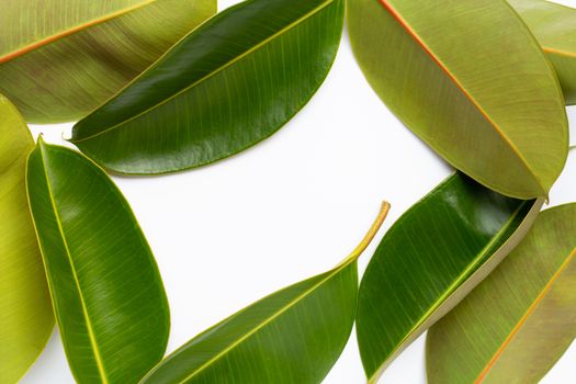 Frame made of rubber plant leaves on white