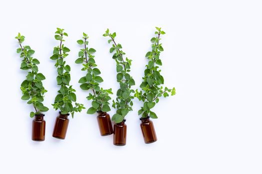 Bottle of essential oil with fresh oregano leaves on white background. Copy space
