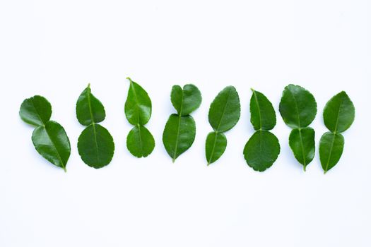 Bergamot kaffir lime leaves herb fresh ingredient isolated on white background.