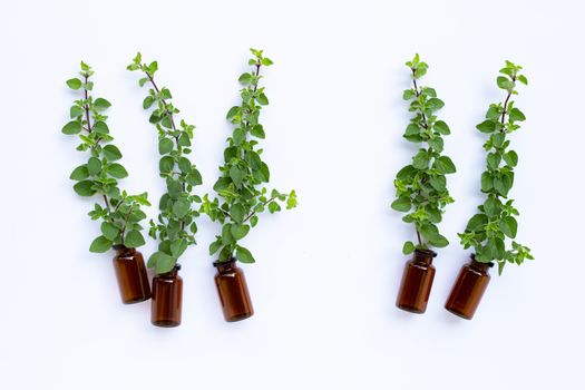 Bottle of essential oil with fresh oregano leaves on white background. Copy space