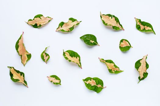  Tropical plant, Caricature plant leaves on white background.