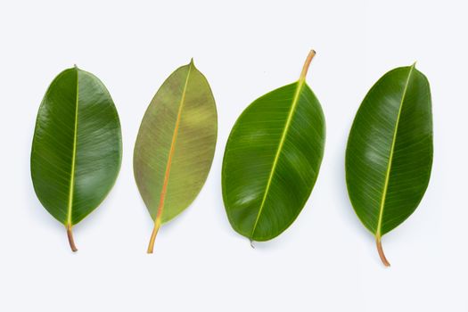 Rubber plant leaves on  white background. Top view