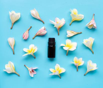 Essential oil with plumeria or frangipani flower on blue background. Top view