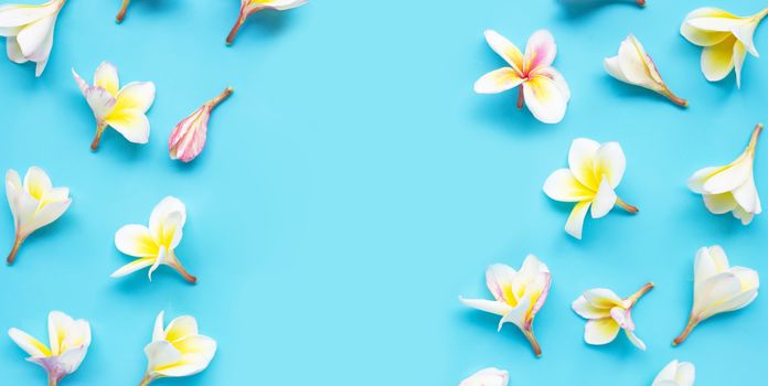 Plumeria or frangipani flower on blue background. Copy space
