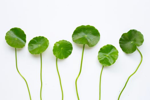Gotu kola leaves on white background.