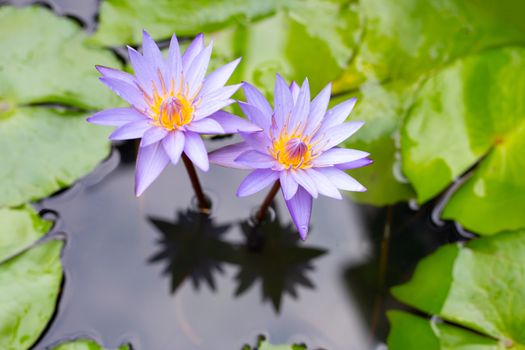 Purple water lilies, Violet lotus blooming in the pond. Colorful flower garden
