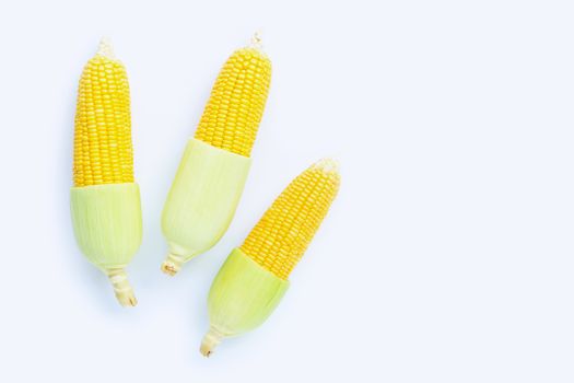 Fresh corn on a white background.
