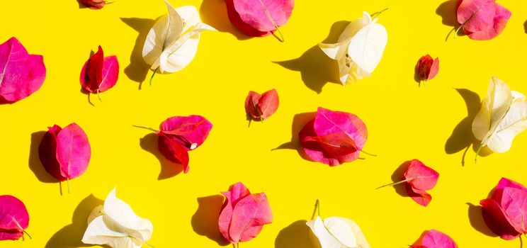 Beautiful red and white bougainvillea flower on yellow background. Top view