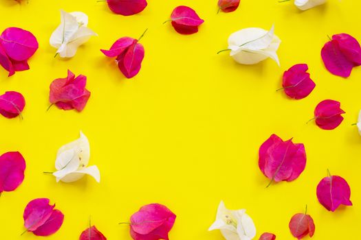 Frame made of beautiful red and white bougainvillea flower on yellow background. Top view