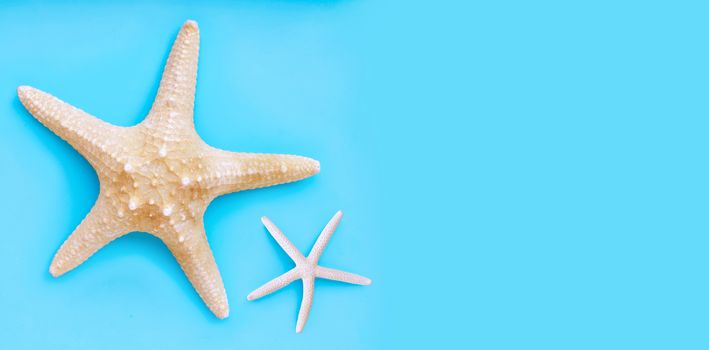 Two starfish on blue background. Top view with copy space
