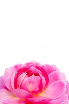 Rose flower isolated on white background. Copy space