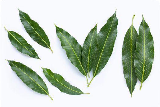 Top view of mango leaves on white background.