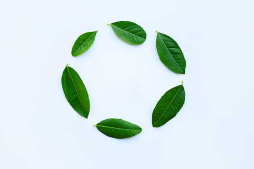 Lemon leaves circle on white background