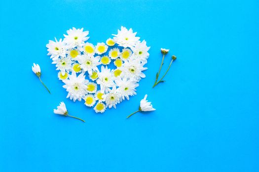 Composition of white yellow flowers on blue paper background.