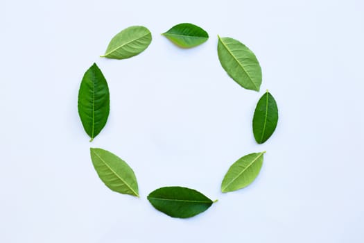 Lemon leaves circle on white background