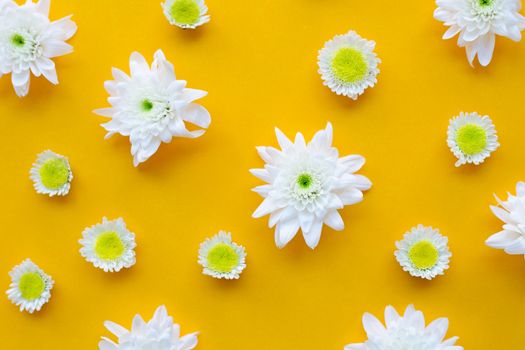 Composition of white yellow flowers. Chrysanthemums on yellow paper background
