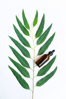 Eucalyptus oil bottle with eucalyptus branch on white background