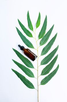 Title:

Eucalyptus oil bottle with eucalyptus branch on white background