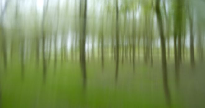Misty trees in a plantation