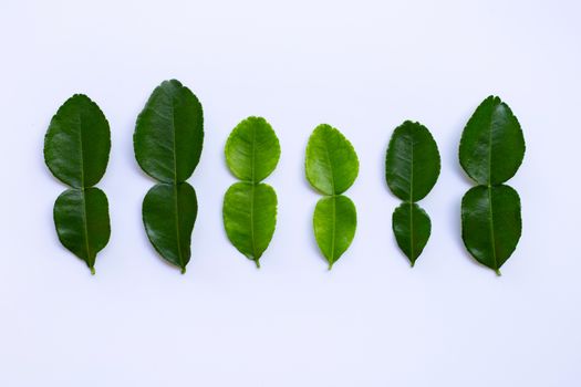 Bergamot kaffir lime  leaves herb fresh ingredient isolated on white background.