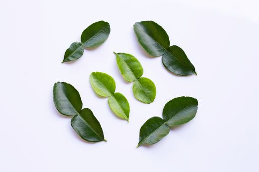 Bergamot kaffir lime  leaves herb fresh ingredient isolated on white background.