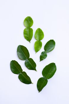 Bergamot kaffir lime  leaves herb fresh ingredient isolated on white background.