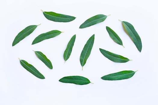 Eucalyptus  leaves on white background.