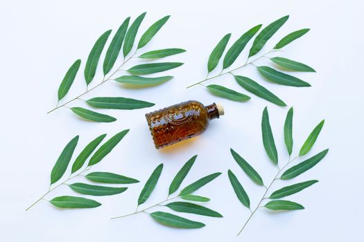 Eucalyptus oil bottle with  leaves on white background.
