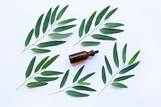 Eucalyptus oil bottle with  leaves on white background.