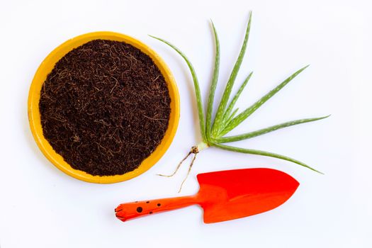 Planting  aloe vera.