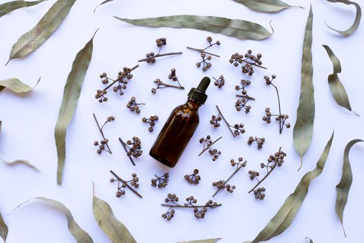 Dry eucalyptus seeds and leaves with essential oil on white background.
