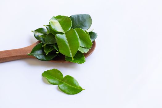 Bergamot kaffir lime leaves herb fresh ingredient isolated on white background.