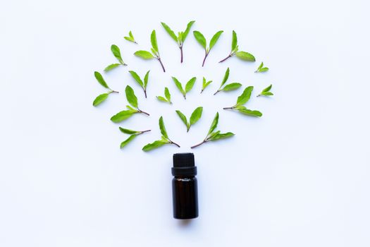 Holy basil essential oil in a glass bottle with fresh holy basil leaves 