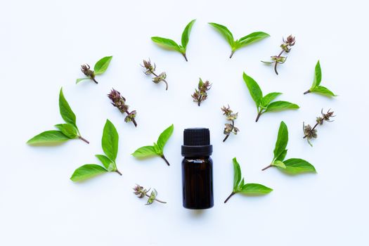 Sweet basil essential oil in a glass bottle with fresh sweet basil leaves and flower.