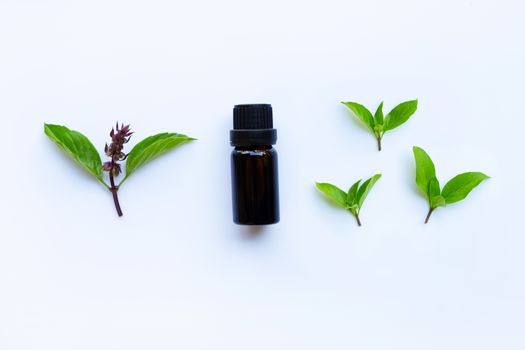 Sweet basil essential oil in a glass bottle with fresh sweet basil leaves and flower.